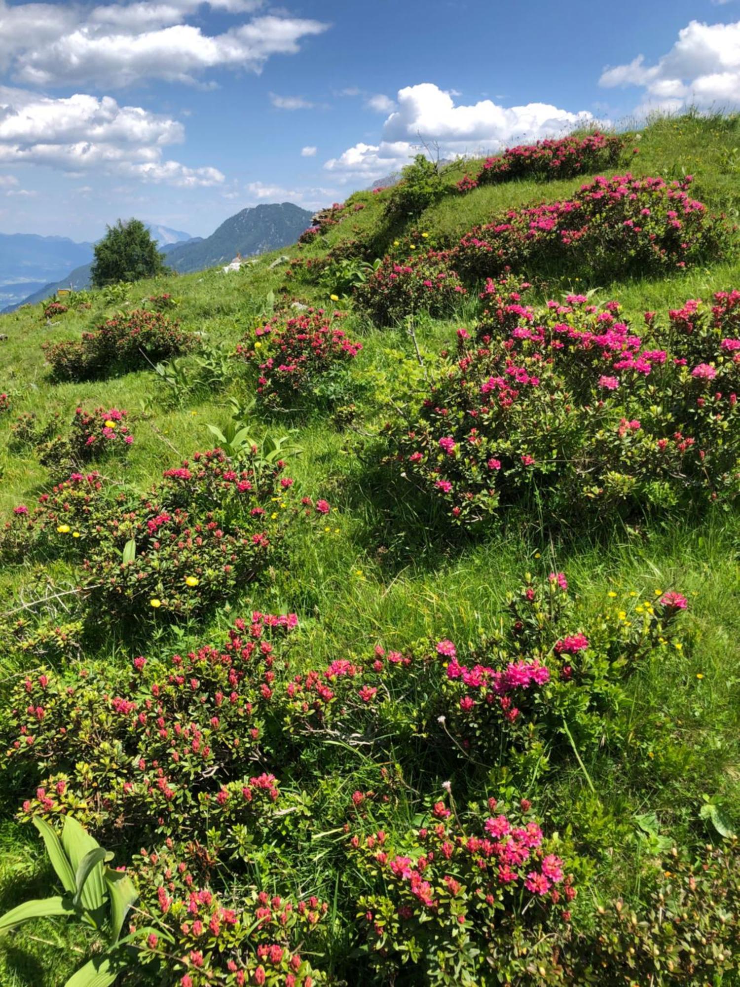 Baerenhuette Troepolach-Nassfeld Jenig Buitenkant foto